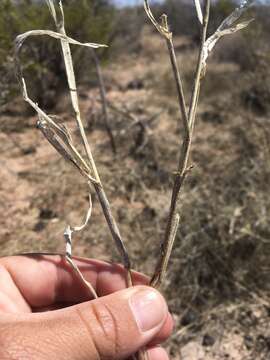 Image of Mexican panicgrass