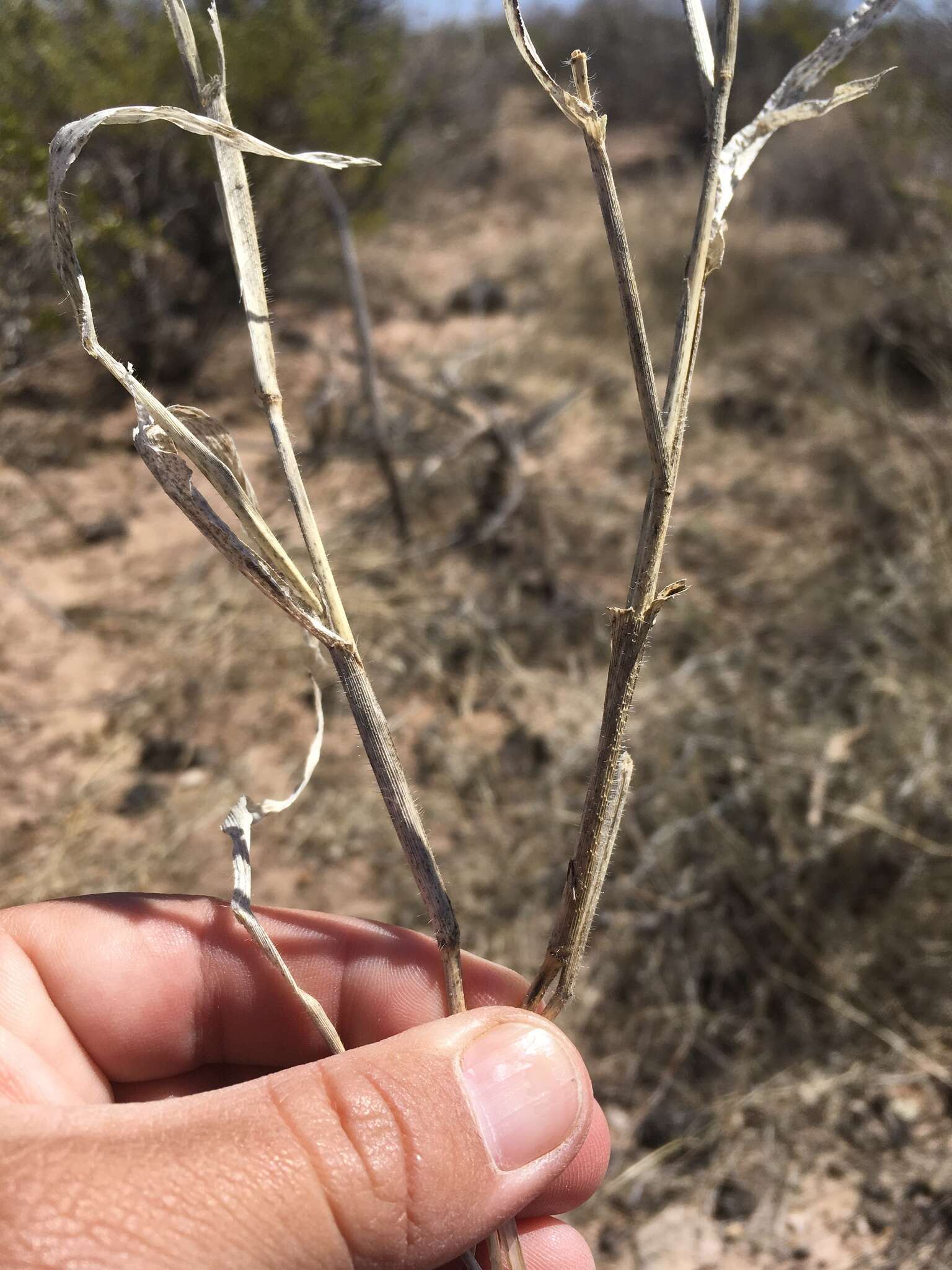 Imagem de Panicum hirticaule J. Presl