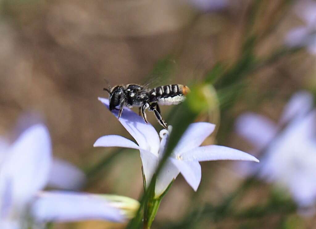 Image of Megachile tosticauda Cockerell 1912