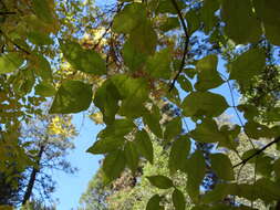 Image of Oregon Ash