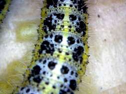 Image of Cotesia glomerata bracovirus