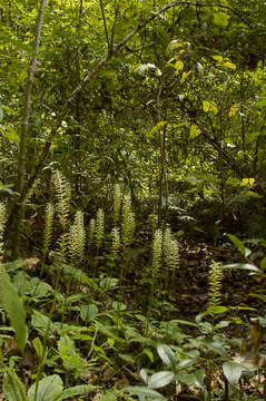 Image of Cranichis apiculata Lindl.