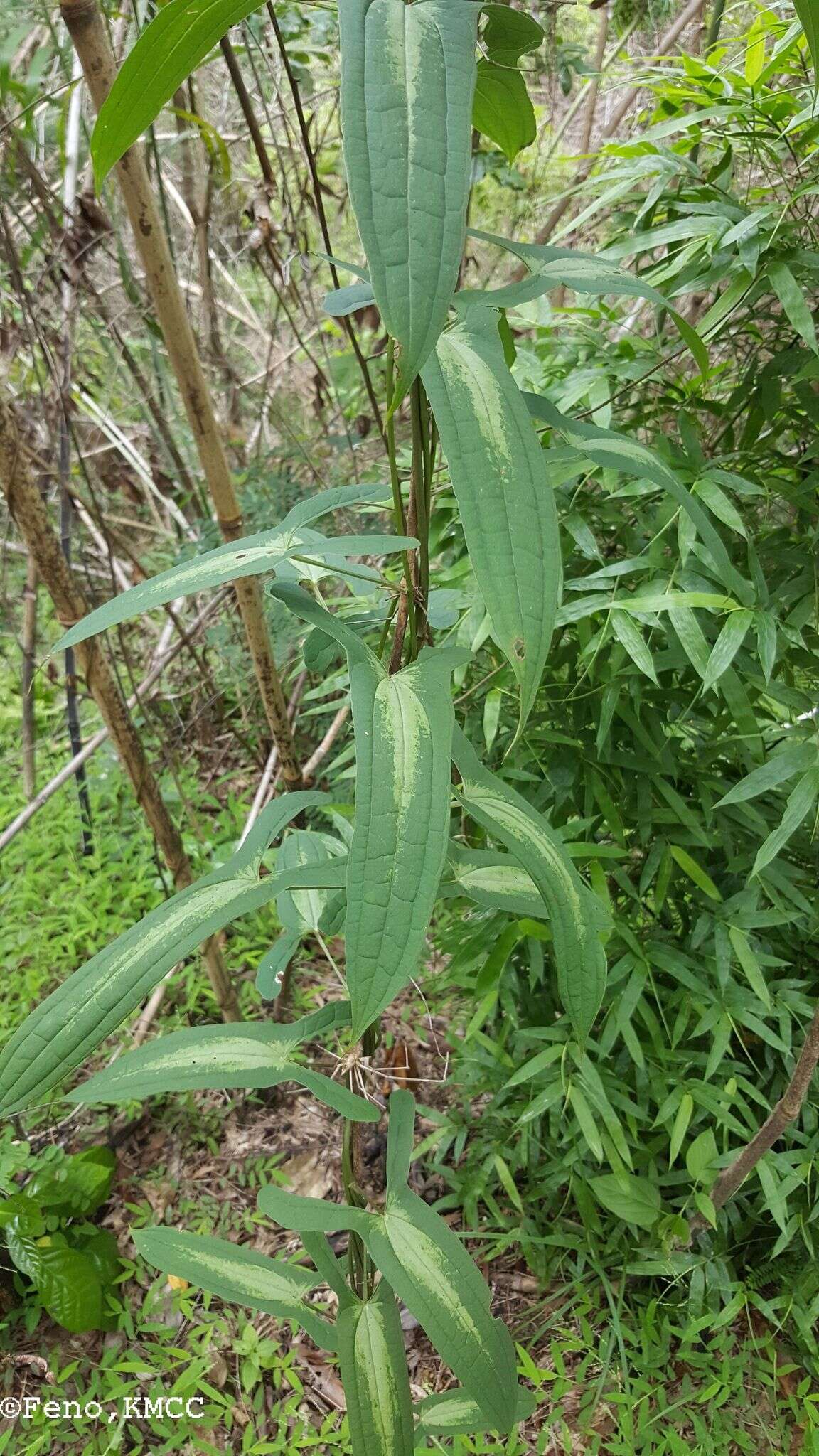 Image of Dioscorea seriflora Jum. & H. Perrier