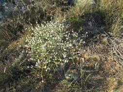 Image of Shortleaf Blombush