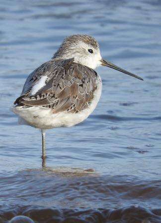 Image of Marsh Sandpiper