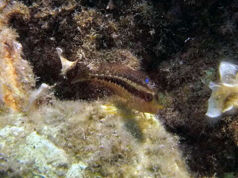 Image of Ringneck Blenny