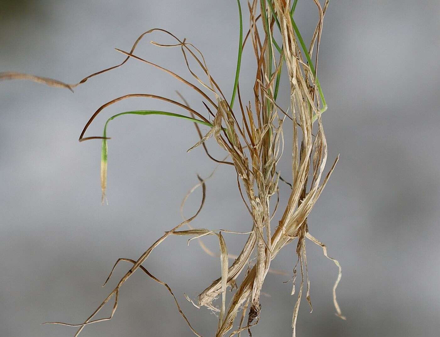 Image of Rock Bent