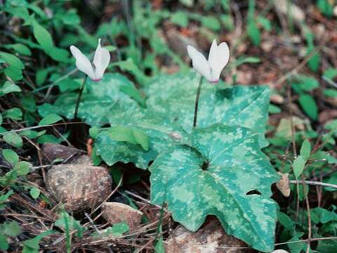 Image of Cyclamen rhodium O. Schwarz & Lepper