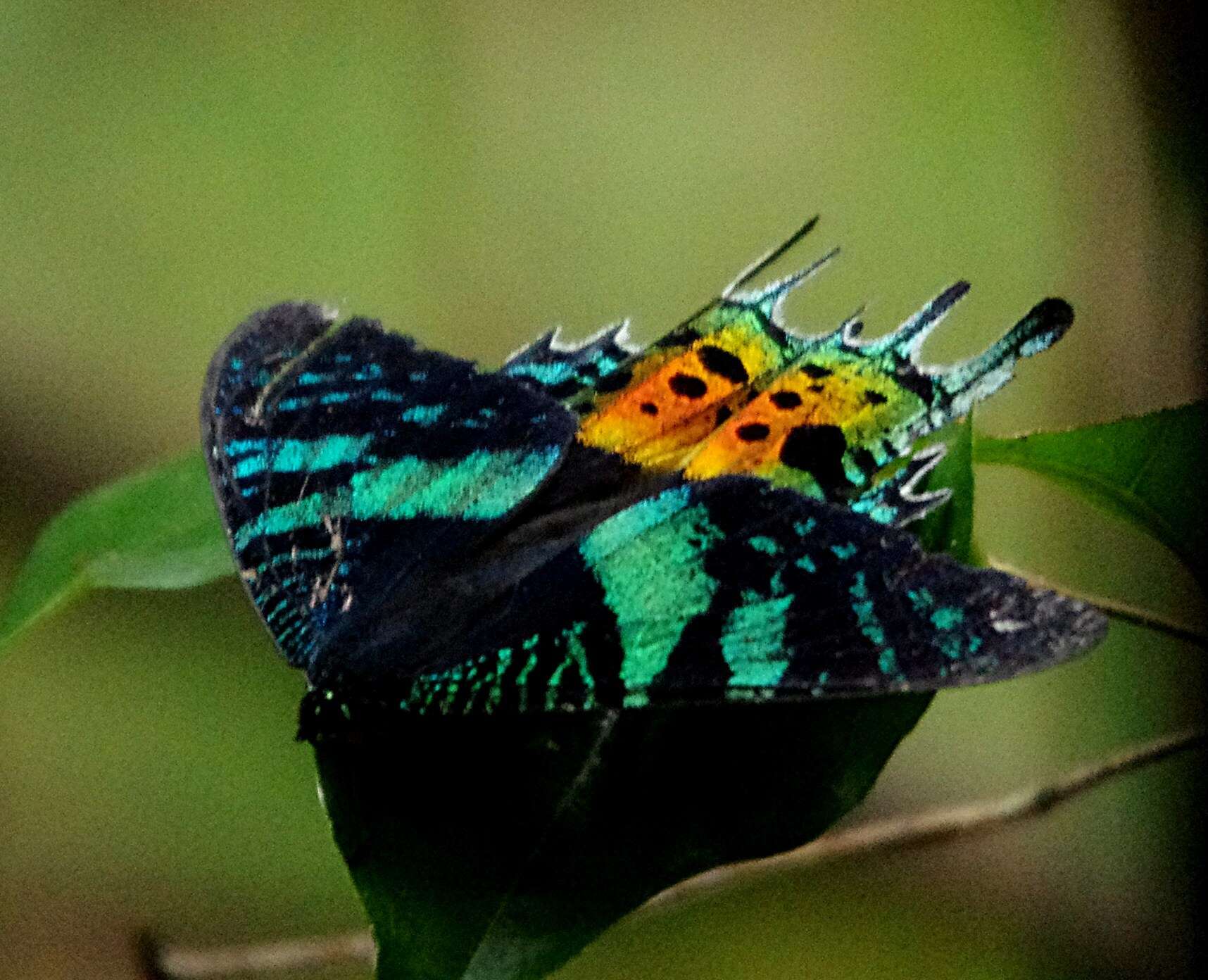 Image of Madagascan Sunset Moth