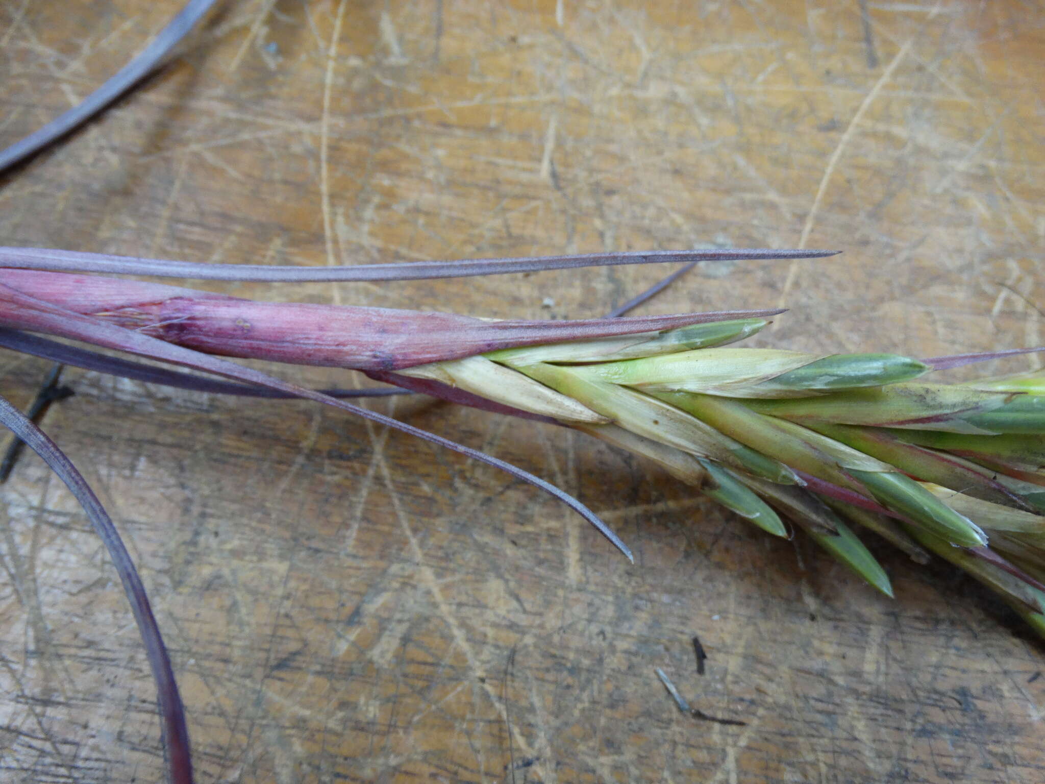 Image of Tillandsia mazatlanensis Rauh