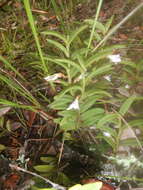 Imagem de Angraecum pectinatum Thouars