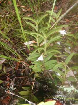 Image of Angraecum pectinatum Thouars