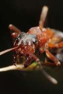 Image of Narrow headed ant