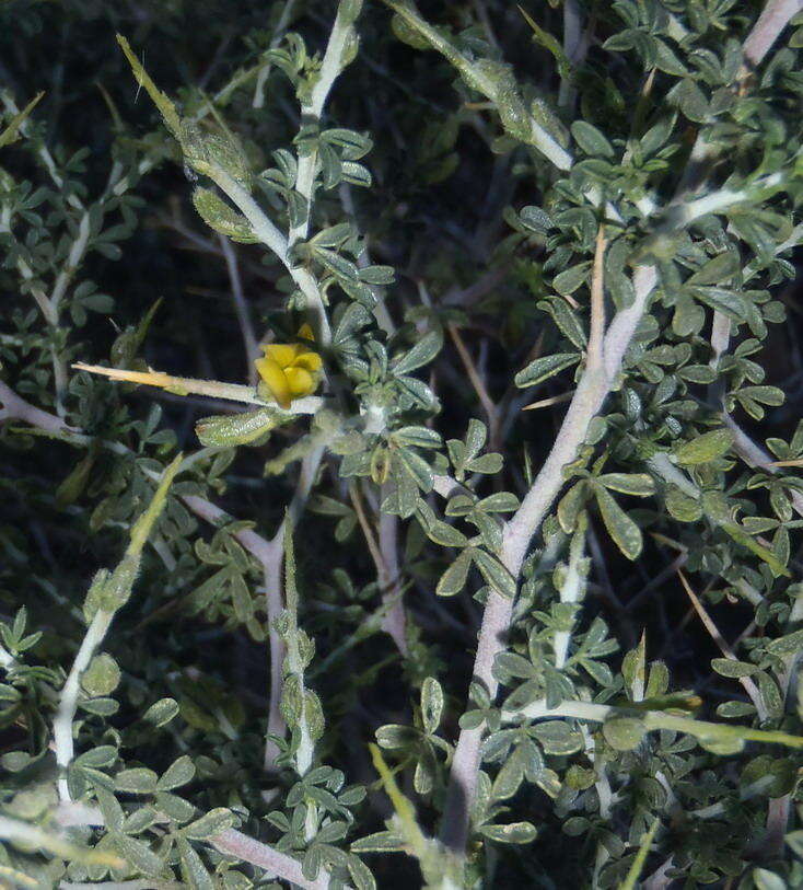 Image of Melolobium candicans (E. Mey.) Eckl. & Zeyh.