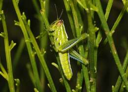 Image of Hesperotettix viridis viridis (Thomas & C. 1872)