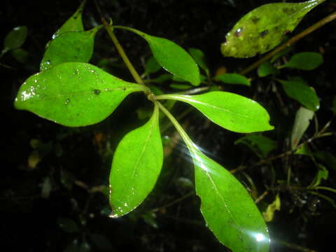 Image of Coprosma foetidissima J. R. Forst. & G. Forst.