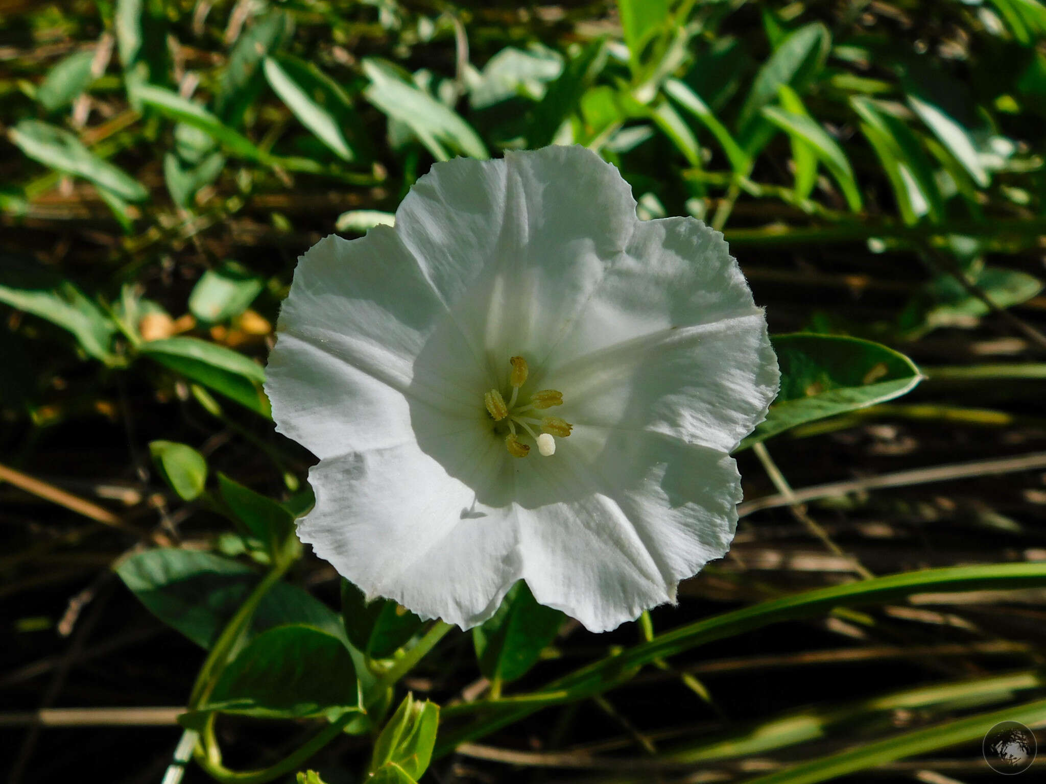 Image of Aniseia argentina (N. E. Br.) O'Donell