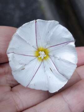 Plancia ëd Convolvulus massonii A. Dietr.