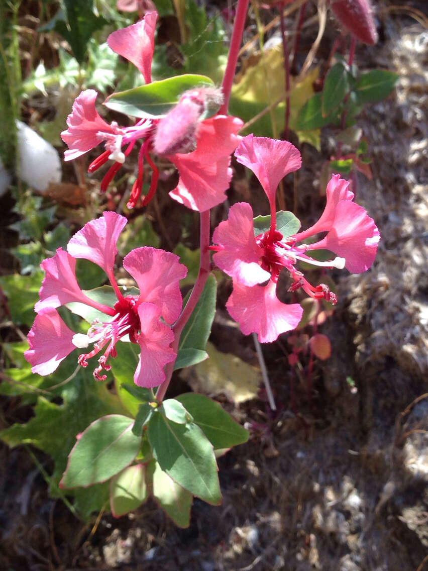 Image of elegant clarkia