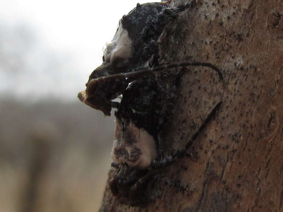 Image of Pogonocherus dimidiatus Blessig 1872