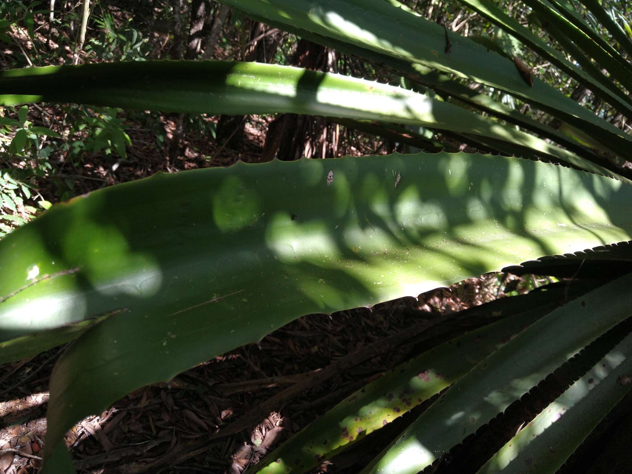 Furcraea guatemalensis Trel.的圖片