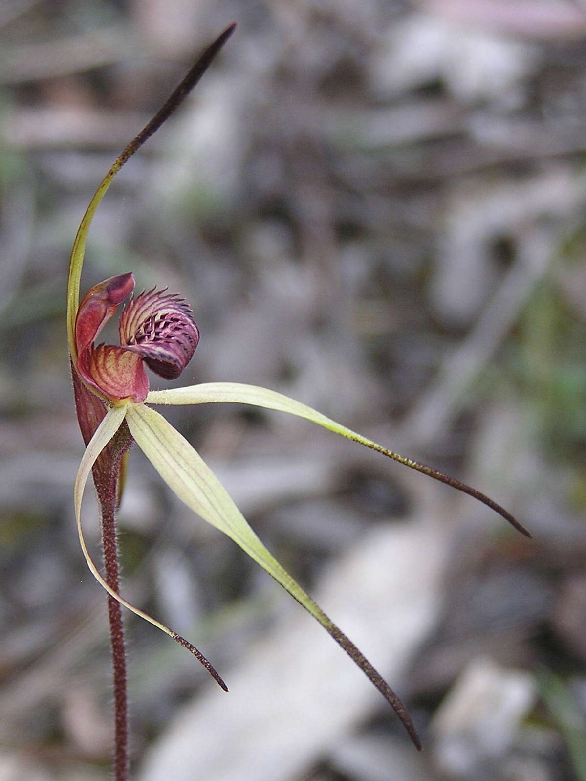 Image of Red-lipped spider orchid