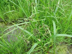 Image of panicled bulrush