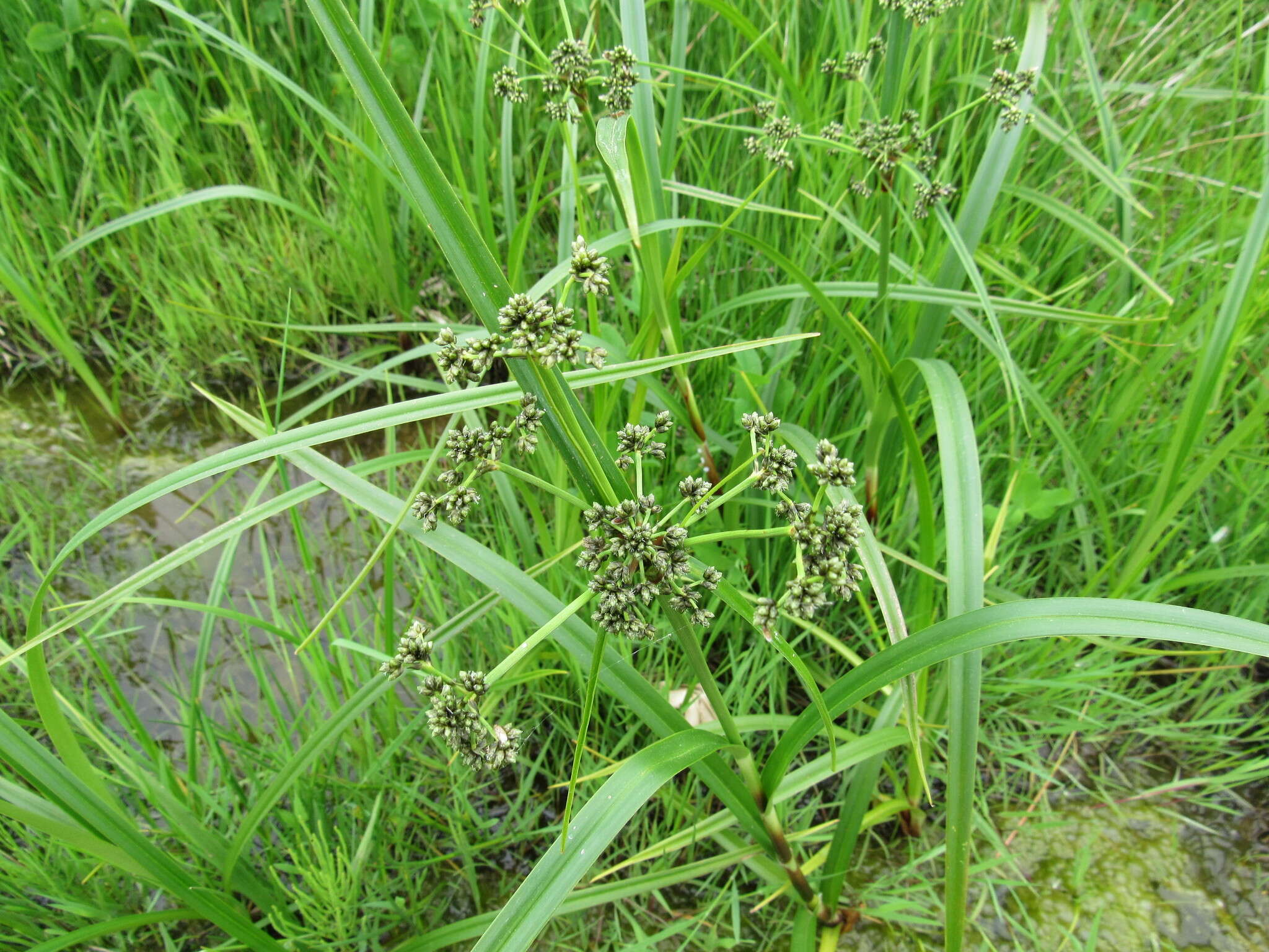 Image of panicled bulrush