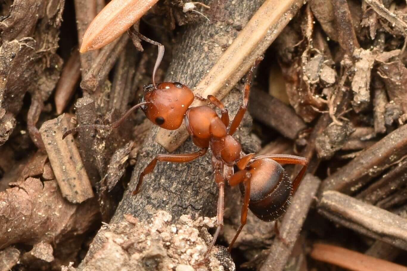 Image of Formica subintegra Wheeler 1908