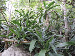 Image of large-leaved dragon tree