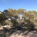 Image of Eucalyptus virella