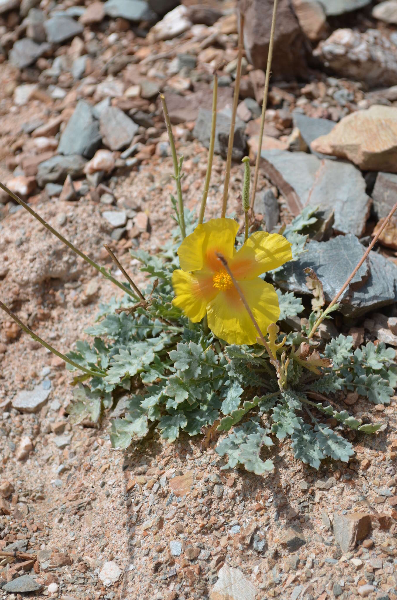 Image of Glaucium squamigerum Kar. & Kir.