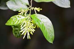 Image of Cestrum racemosum Ruiz & Pav.