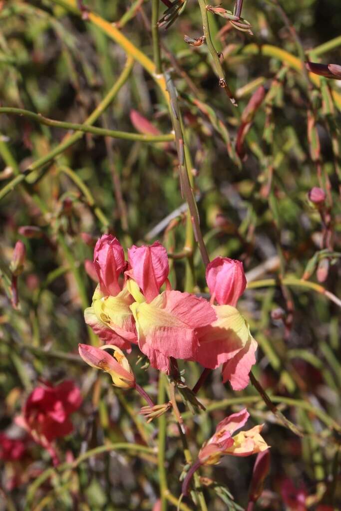 Image of Yellow Leschenaultia