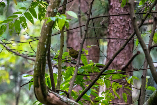 Image of Stripe-cheeked Greenbul