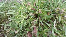 Image of Hakea corymbosa R. Br.