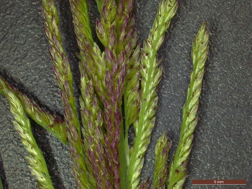 Image of Nealley's Viper Grass