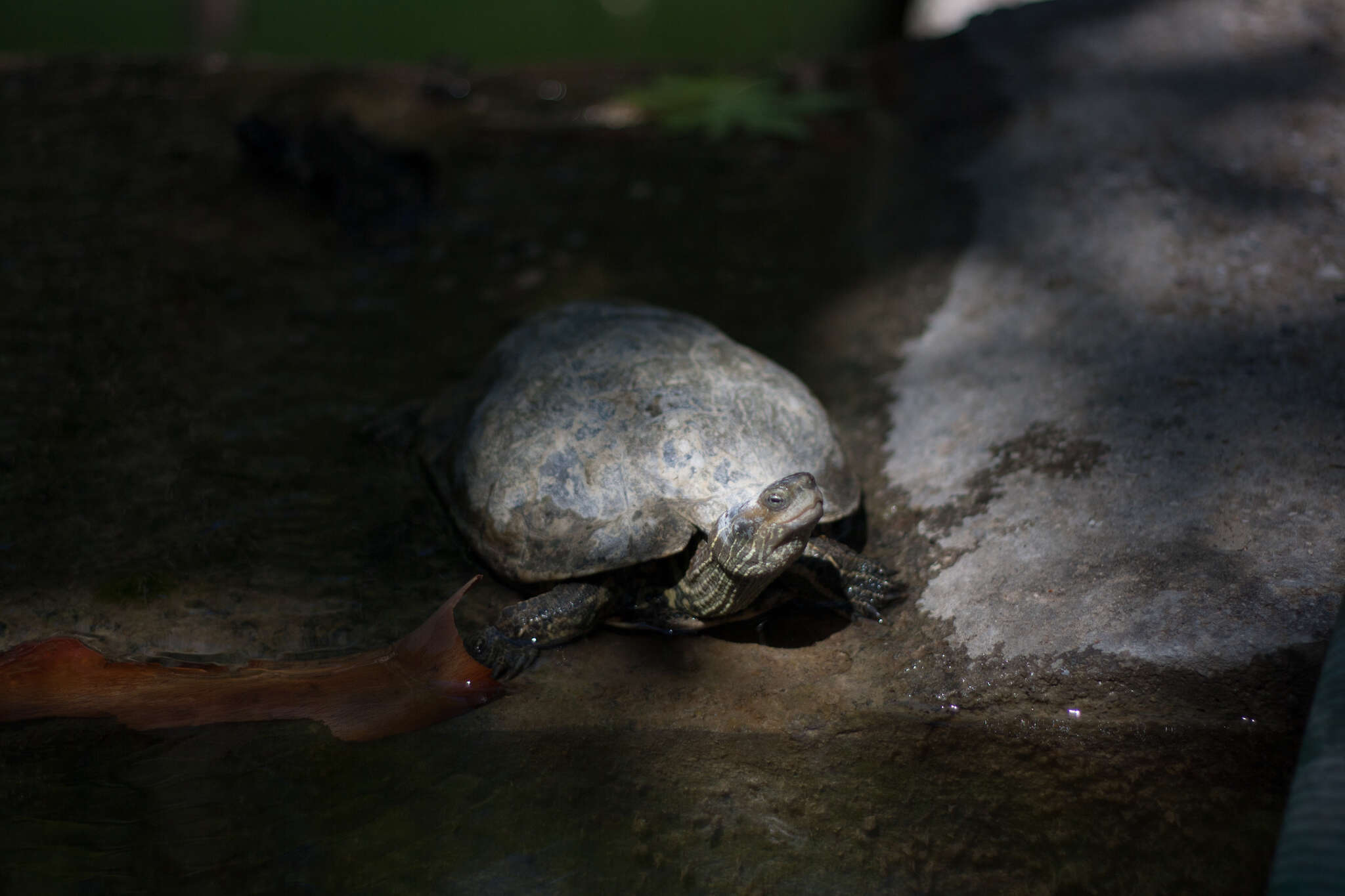 Image of Balkan pond turtle