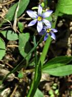 Image of narrowleaf blue-eyed grass