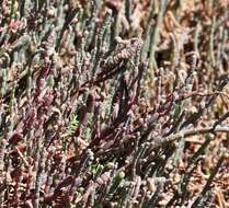 Sivun Salicornia decumbens (Toelken) Piirainen & G. Kadereit kuva