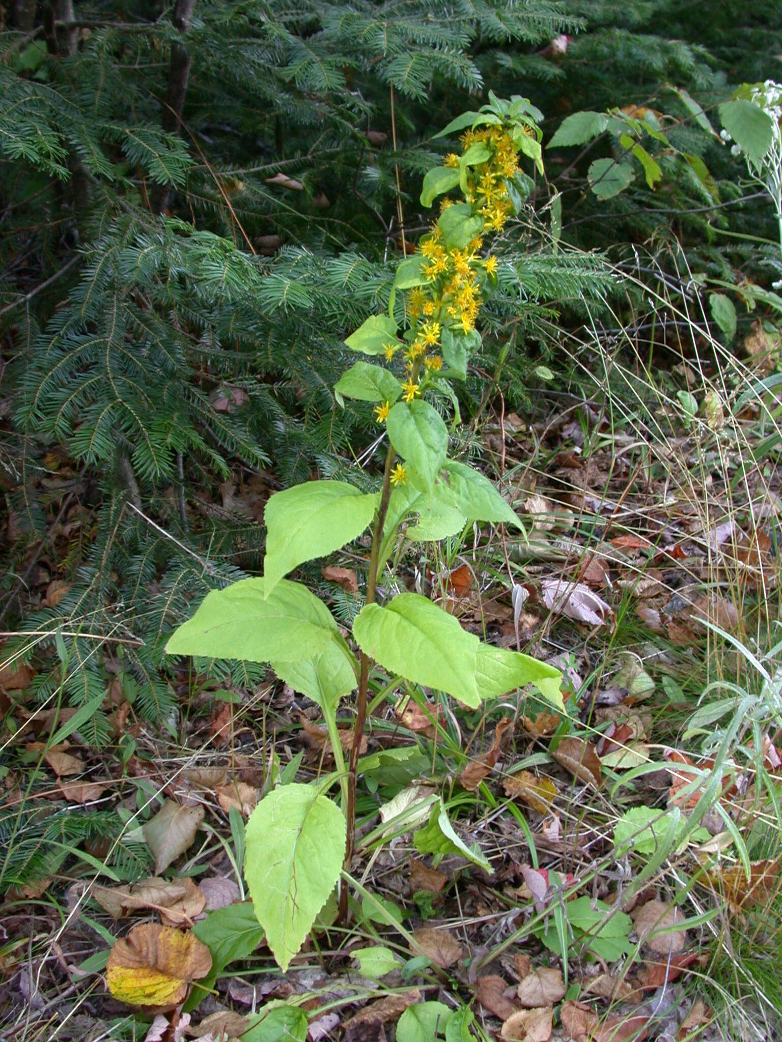 Image of largeleaf goldenrod