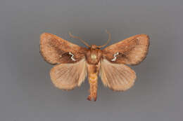 Image of <i>Euclea obliqua</i> Hy. Edwards 1886