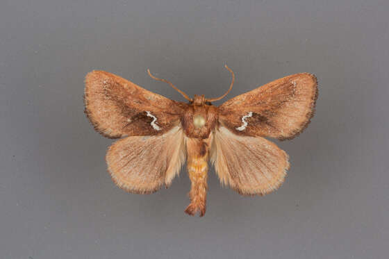 Image of <i>Euclea obliqua</i> Hy. Edwards 1886