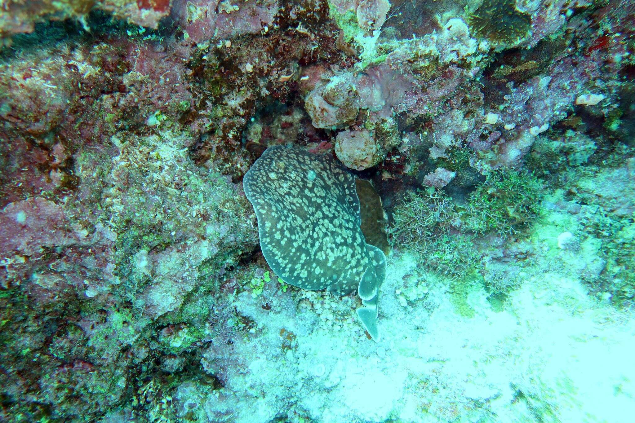 Image of Leopard Torpedo