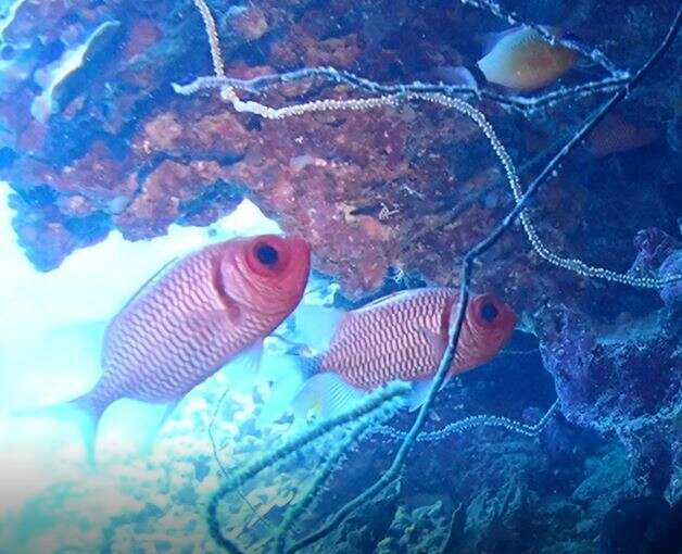 Image of Blacktip Soldierfish