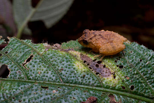 Image of Pseudophilautus macropus (Günther 1869)