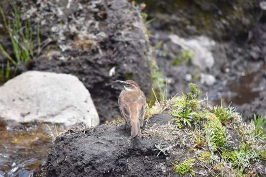 Image of Stout-billed Cinclodes