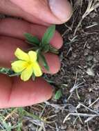 Image of Helianthemum ledifolium (L.) Miller