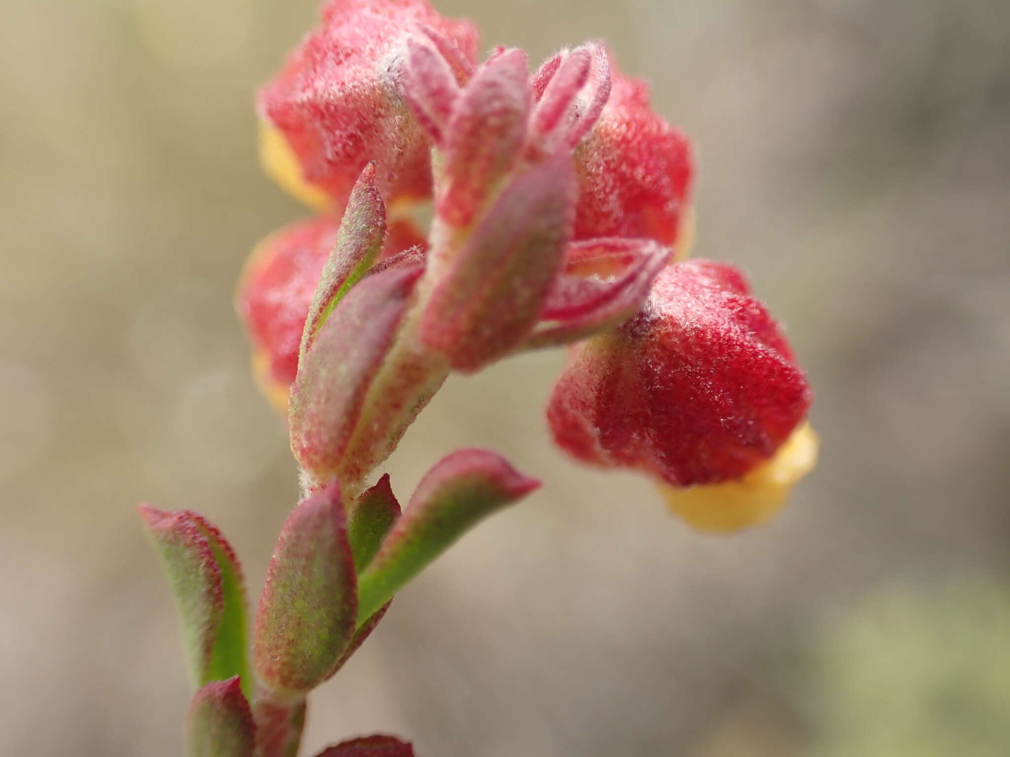 Image of Hermannia concinnifolia Verdoorn