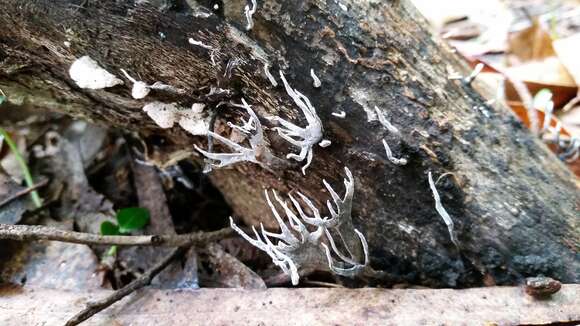 Image of Candle-snuff Fungus